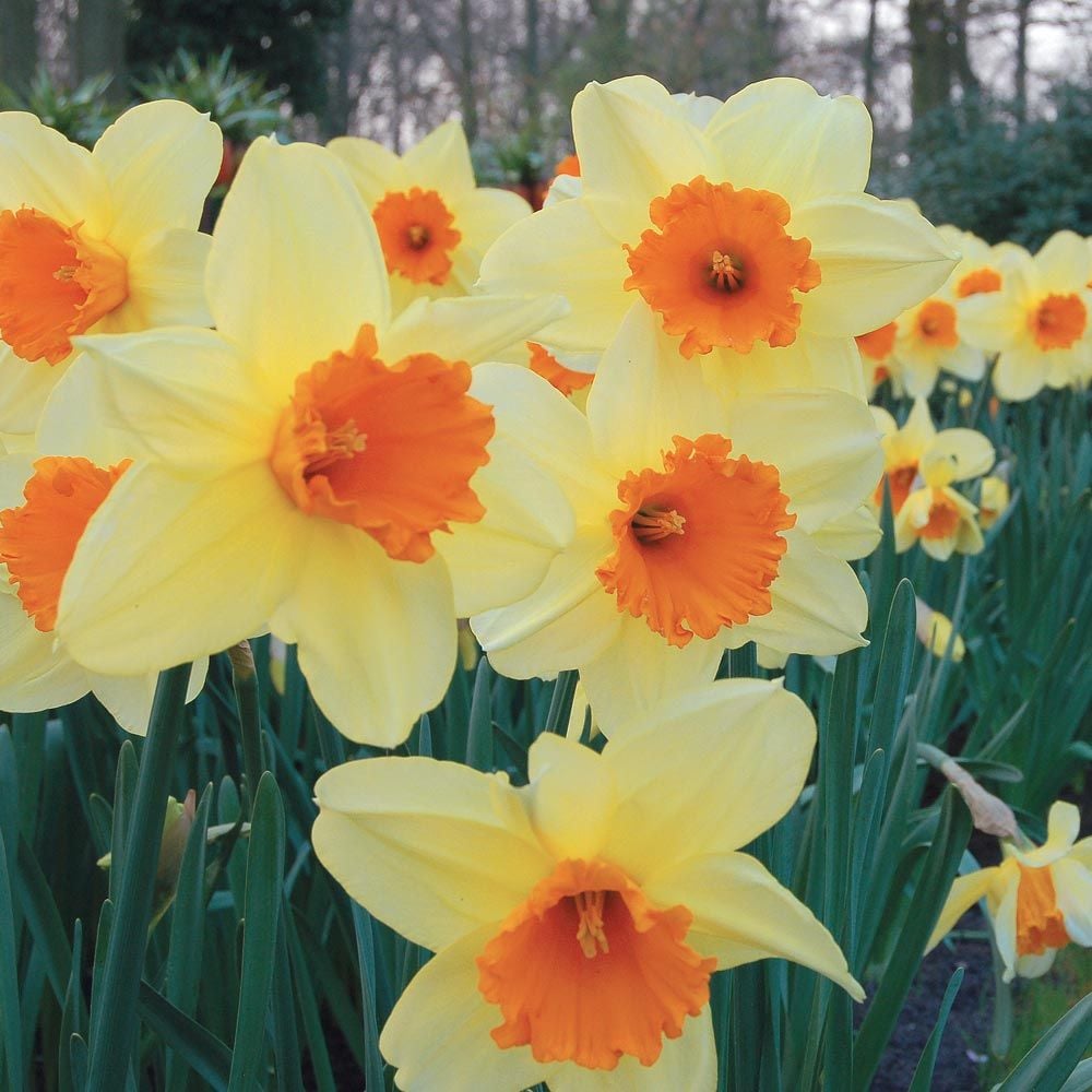 Narcissus 'Fortissimo,' Landscape-Size
