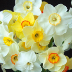  Small-Cupped Narcissus Mix