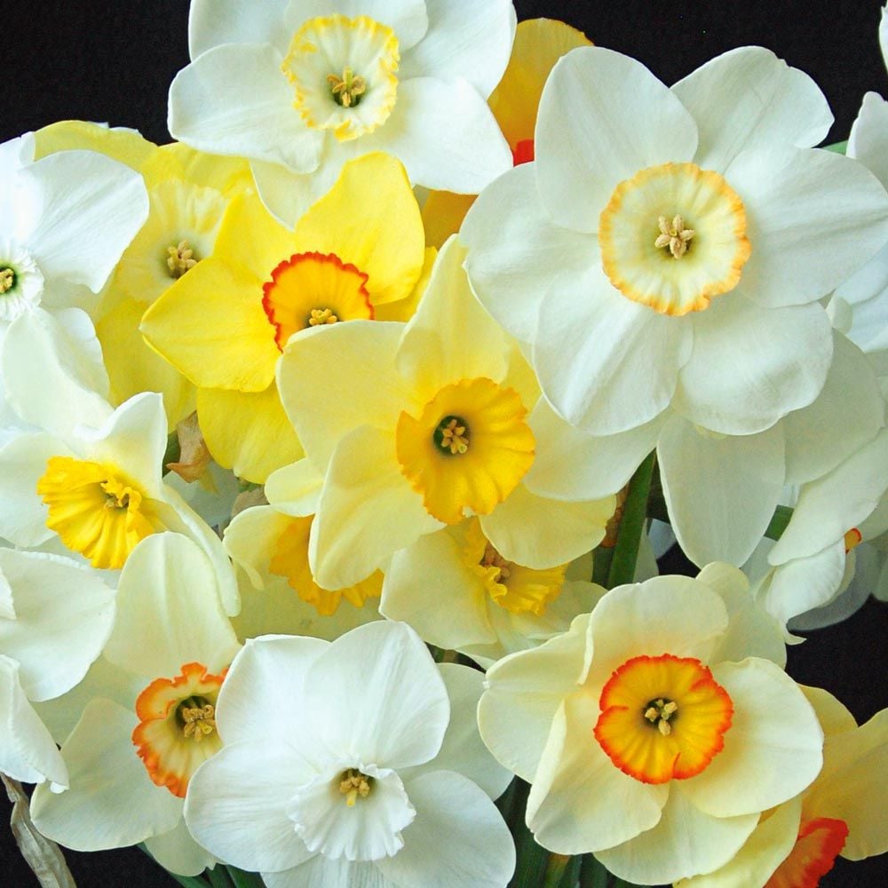 Small-Cupped Narcissus Mix