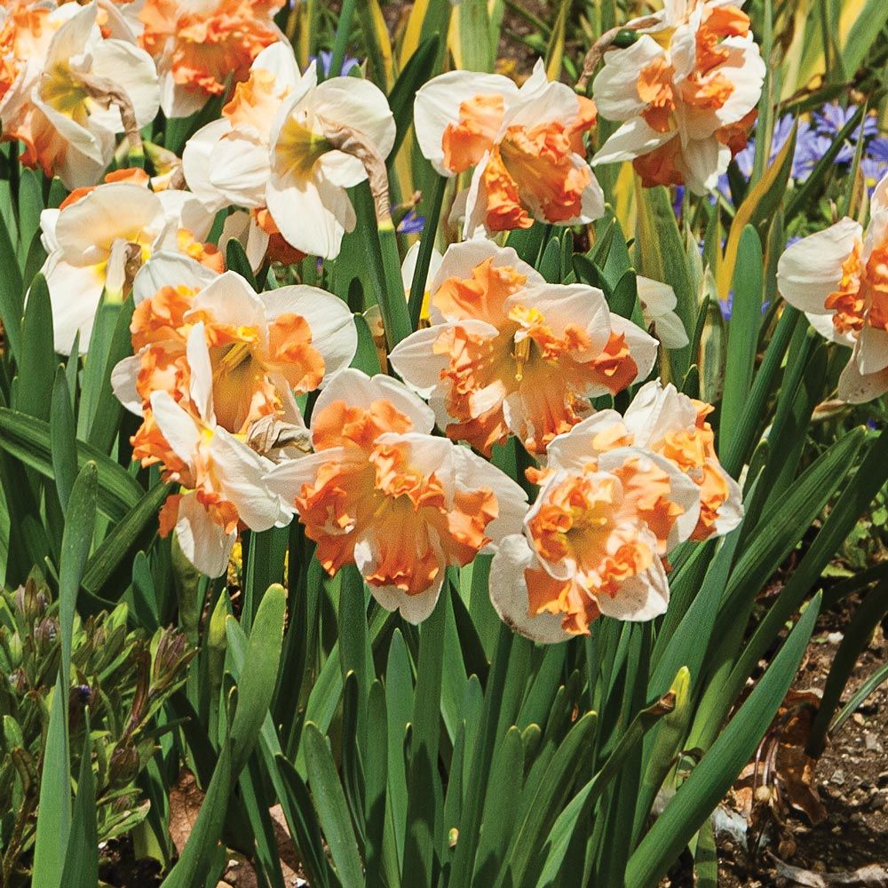 Narcissus 'Sunny Girlfriend' White Flower Farm