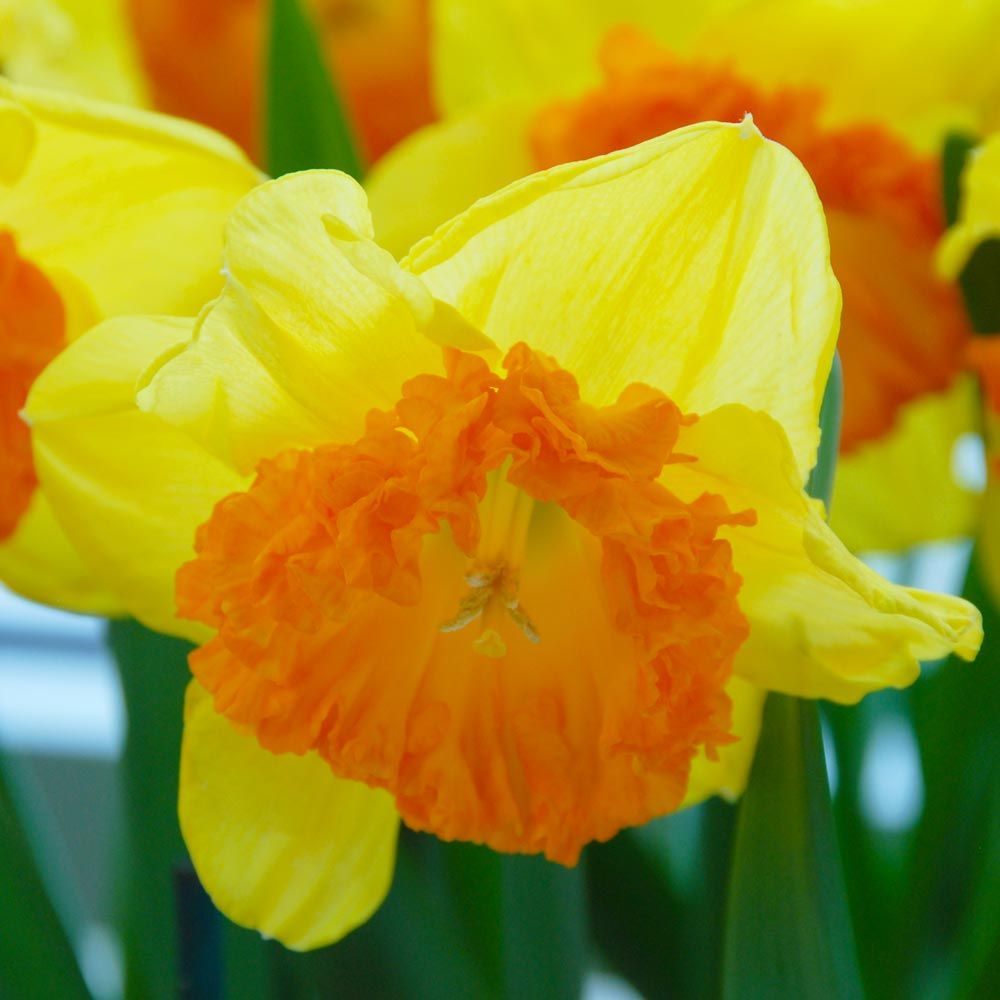 Narcissus 'Wild Carnival'