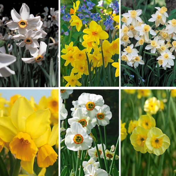 Scent of Spring Daffodil Mixture | White Flower Farm