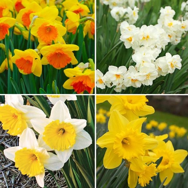 Narcissus The Classics Mixture | White Flower Farm