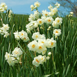  Narcissus 'Sir Winston Churchill'