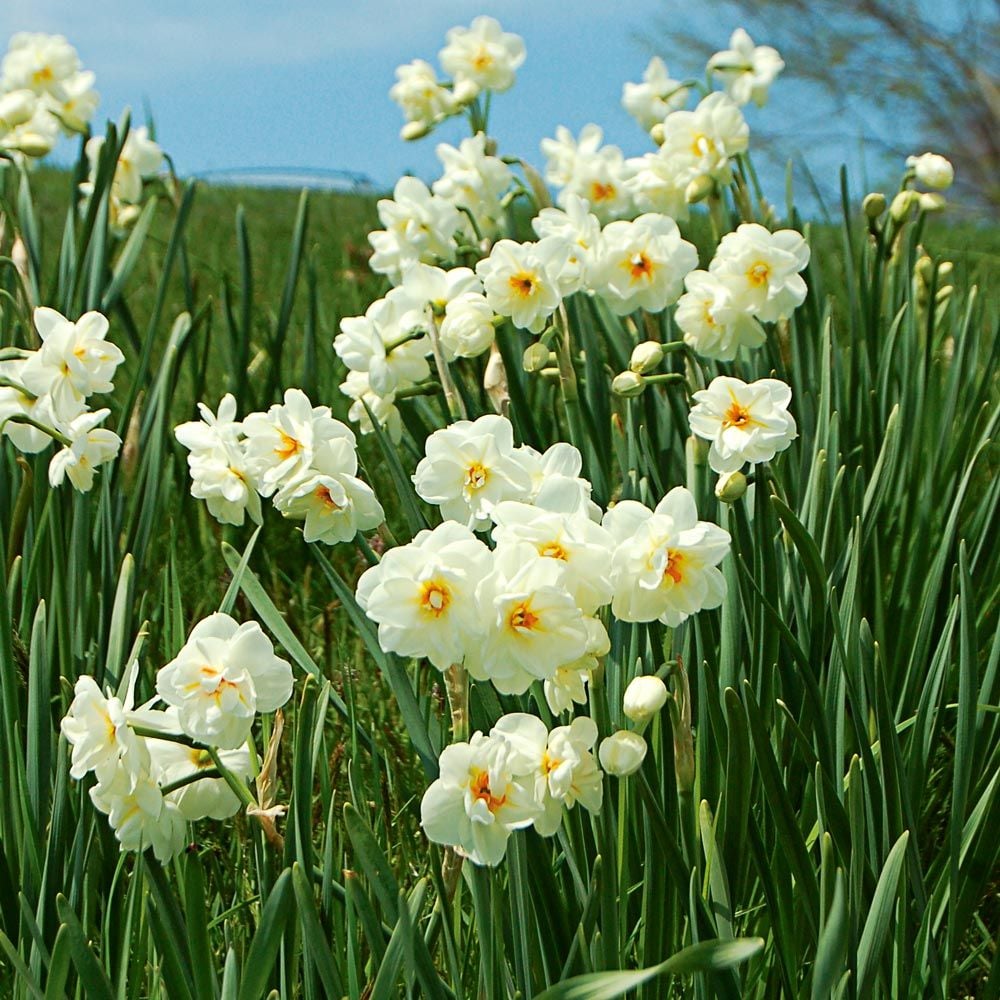 Narcissus 'Sir Winston Churchill'