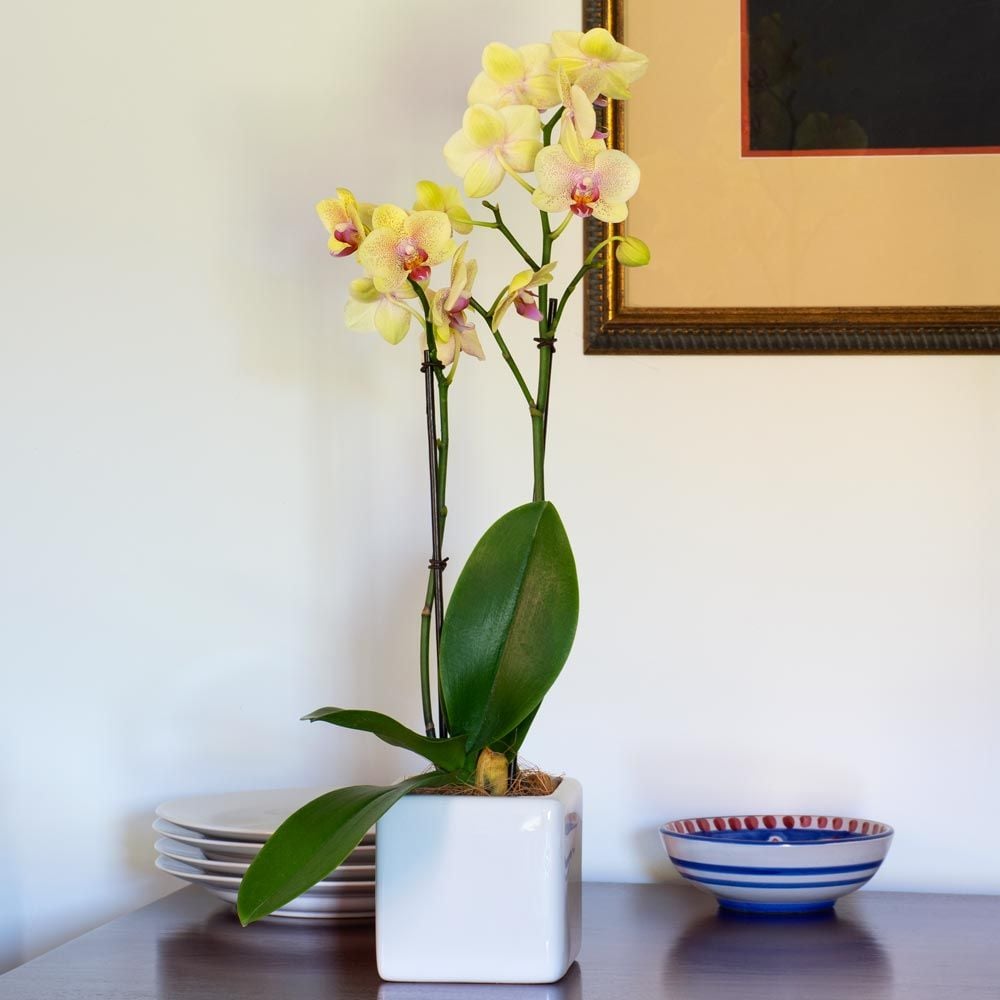 Yellow Moth Orchid in square white cachepot