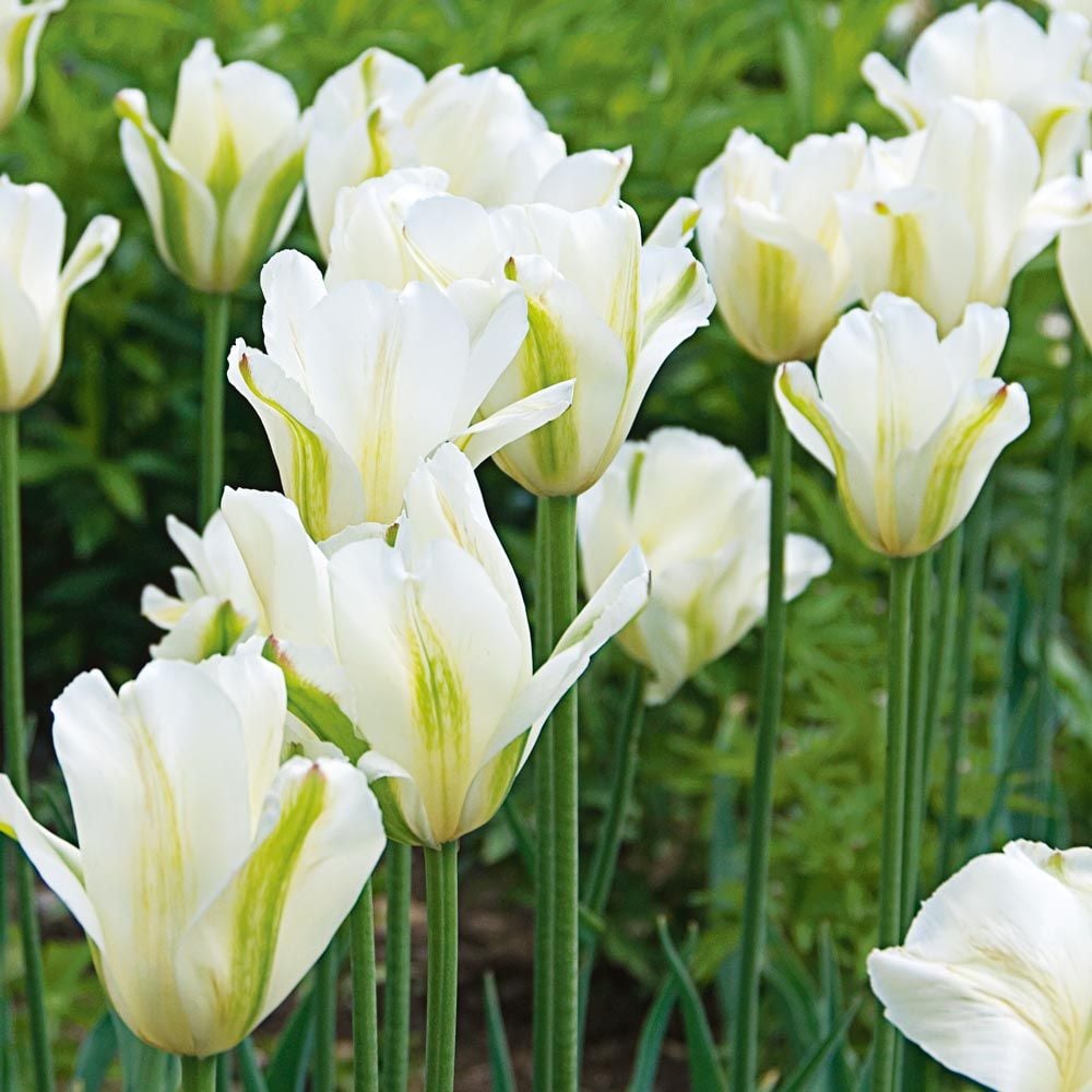 Tulip 'Spring Green'