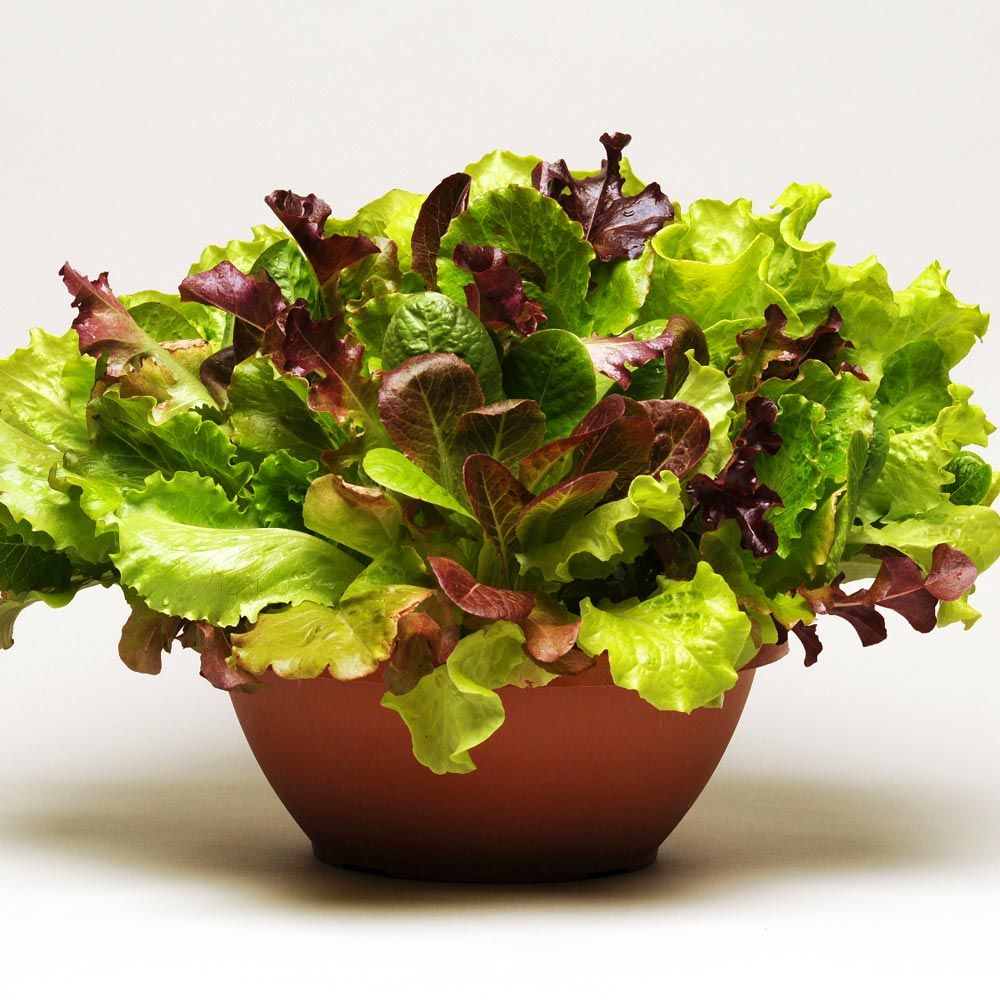 Summer Picnic SimplySalad®