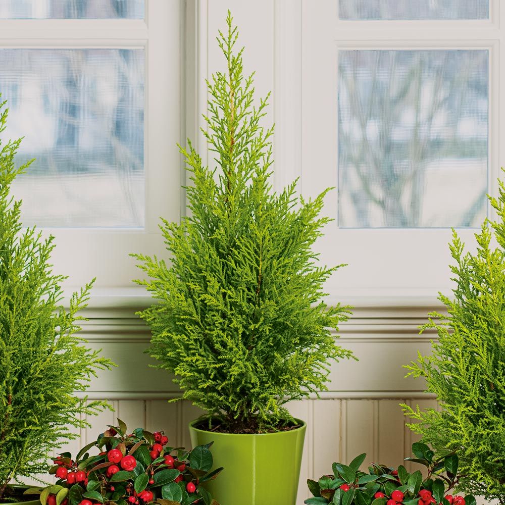 Lemon Cypress White Flower Farm