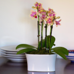  Yellow Mini Moth Orchids in 5½