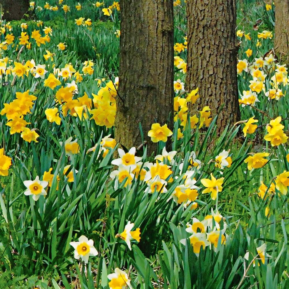 Spring Trumpet Daffodil Mix