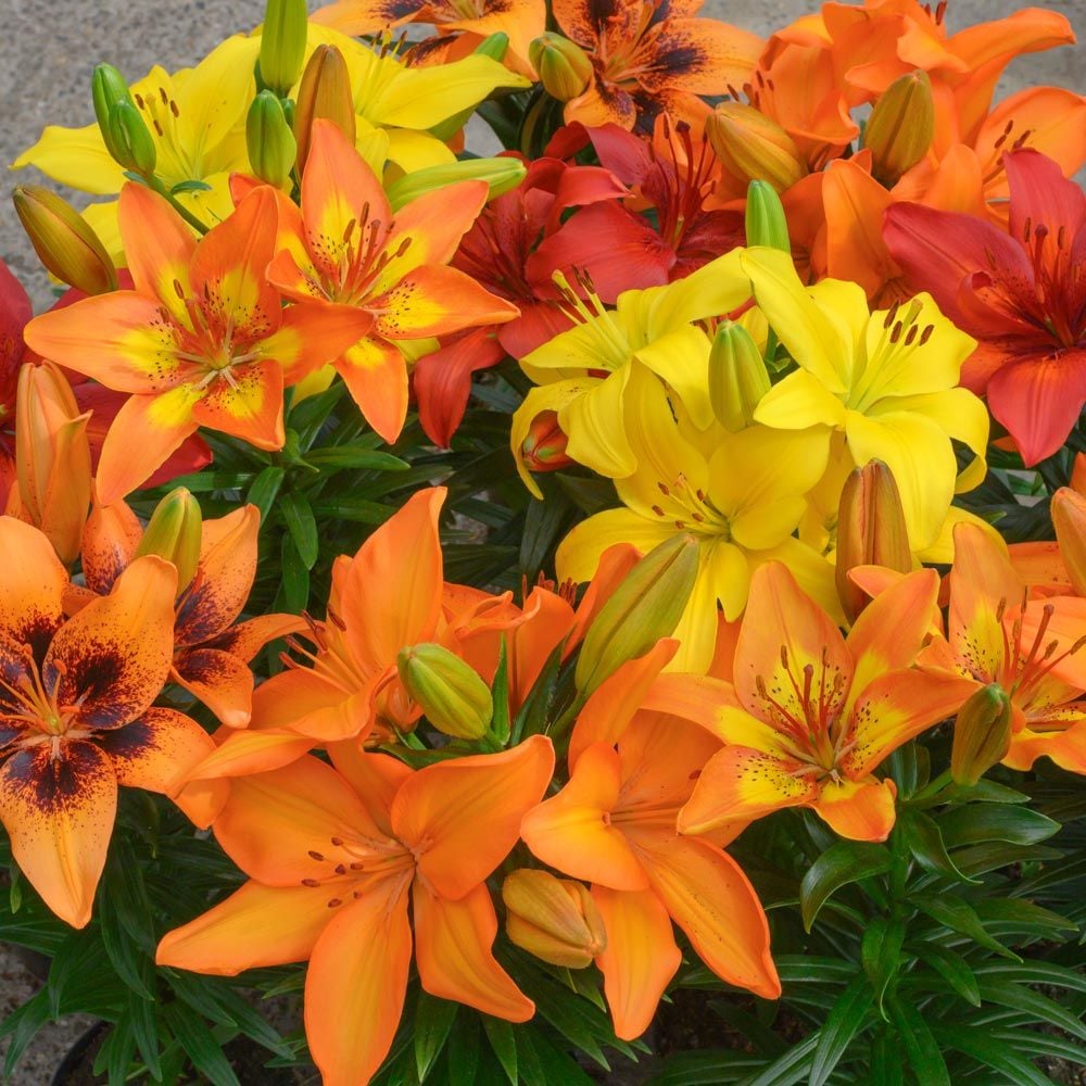 Tropical Tones Lily Quintet