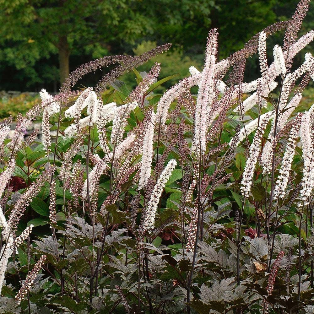 Cimicifuga simplex 'Brunette'