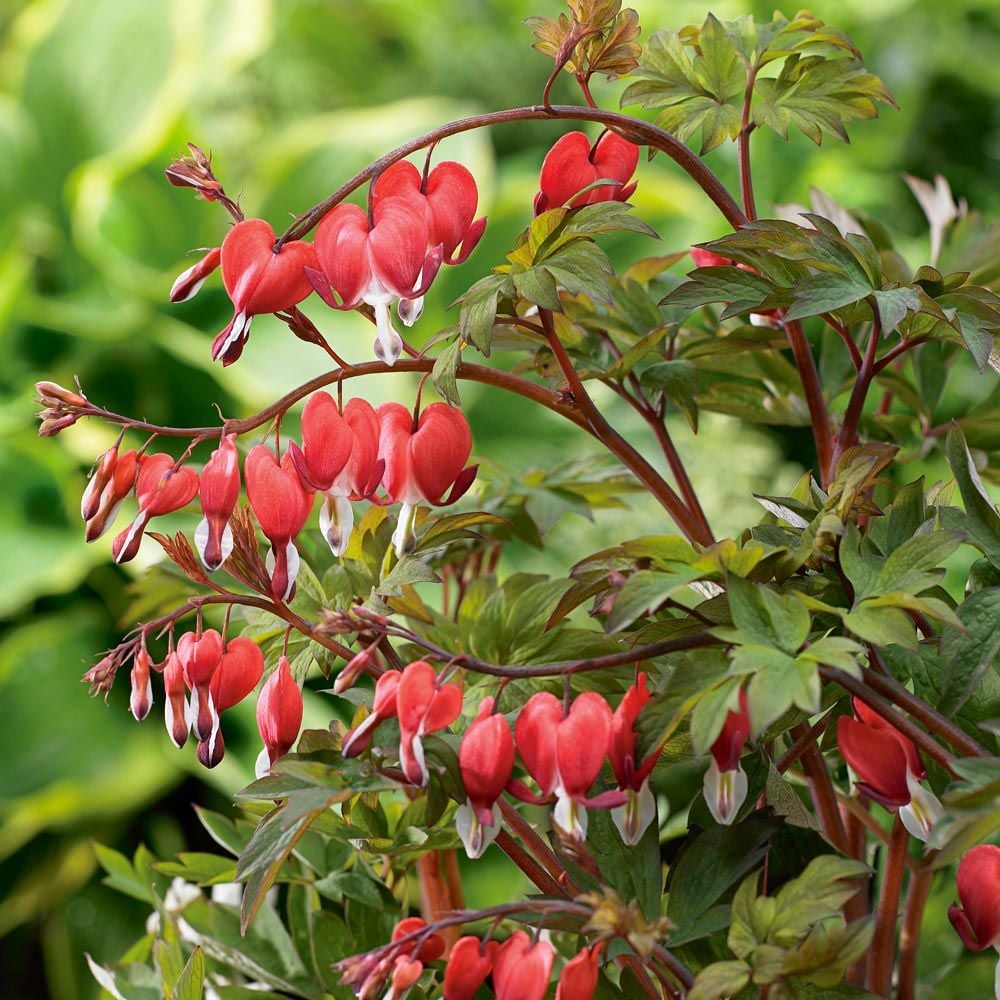 Dicentra spectabilis Valentine®