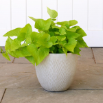 Kent Round Planter, Taupe Small