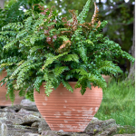  Mahogany Fern, outdoor