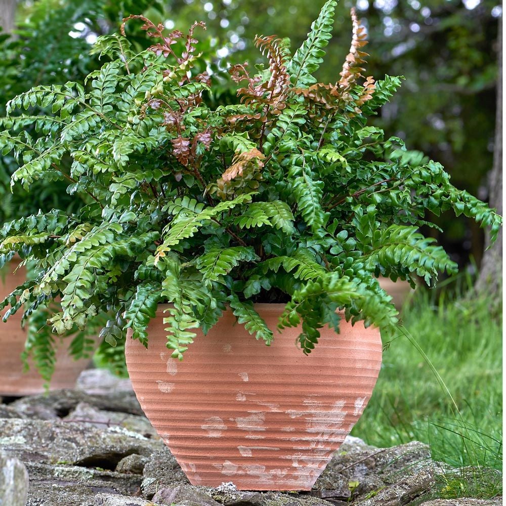 Mahogany Fern, outdoor