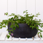 Kent Bowl, Black Small
