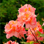  Azalea 'Cecile'