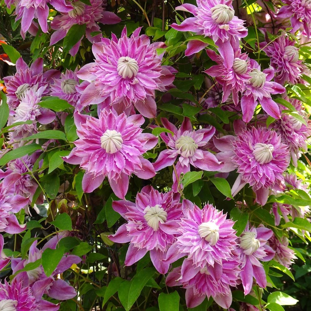 Clematis josephine on sale
