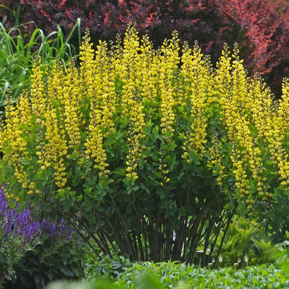 Baptisia Decadence® 'Lemon Meringue'