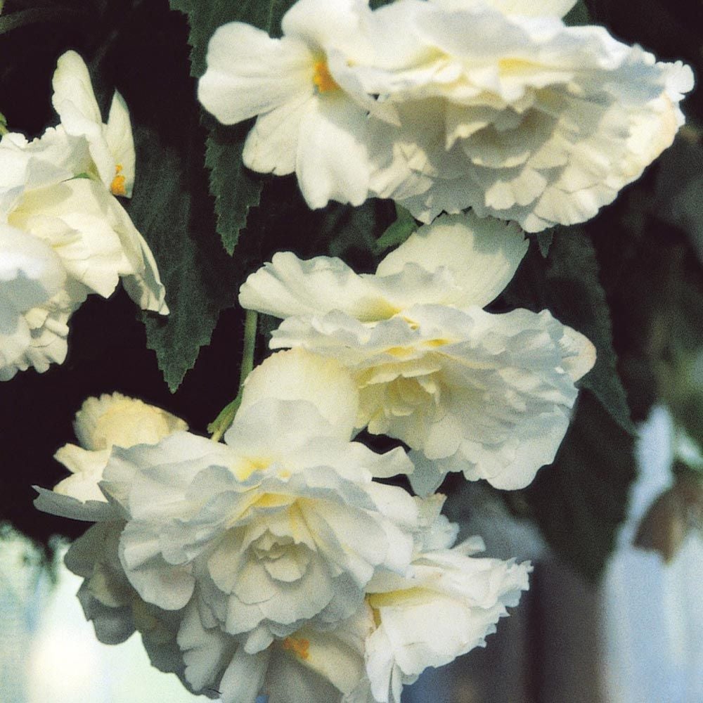 Begonia 'Crystal Cascade' Blackmore & Langdon Trailing Variety