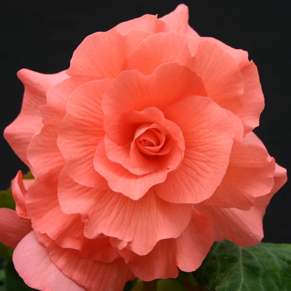 Begonia 'Millie' Blackmore & Langdon