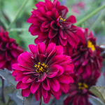  Dahlia City Lights™ Purple