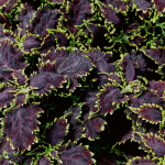  Coleus 'Black Magic'