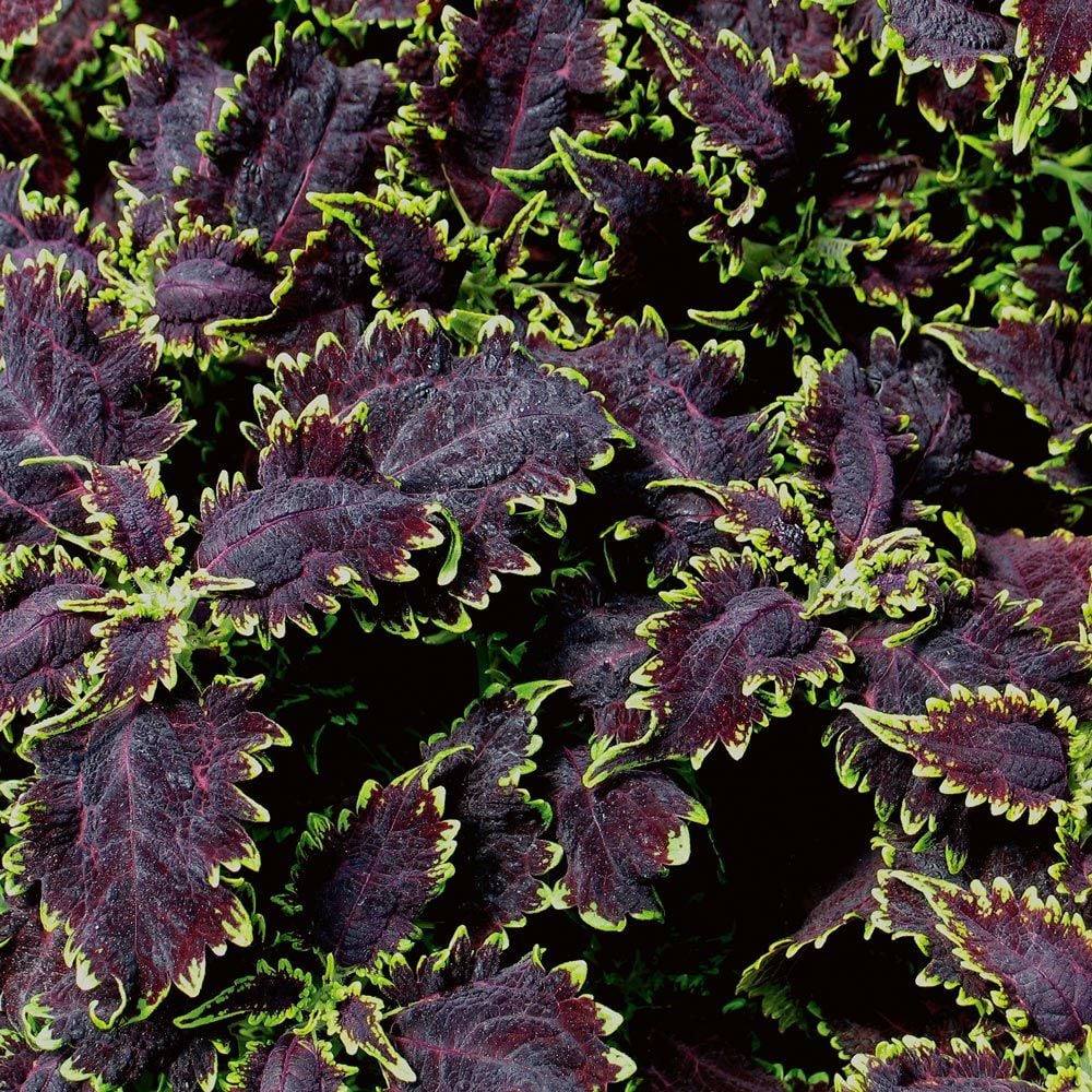 Coleus 'Black Magic'