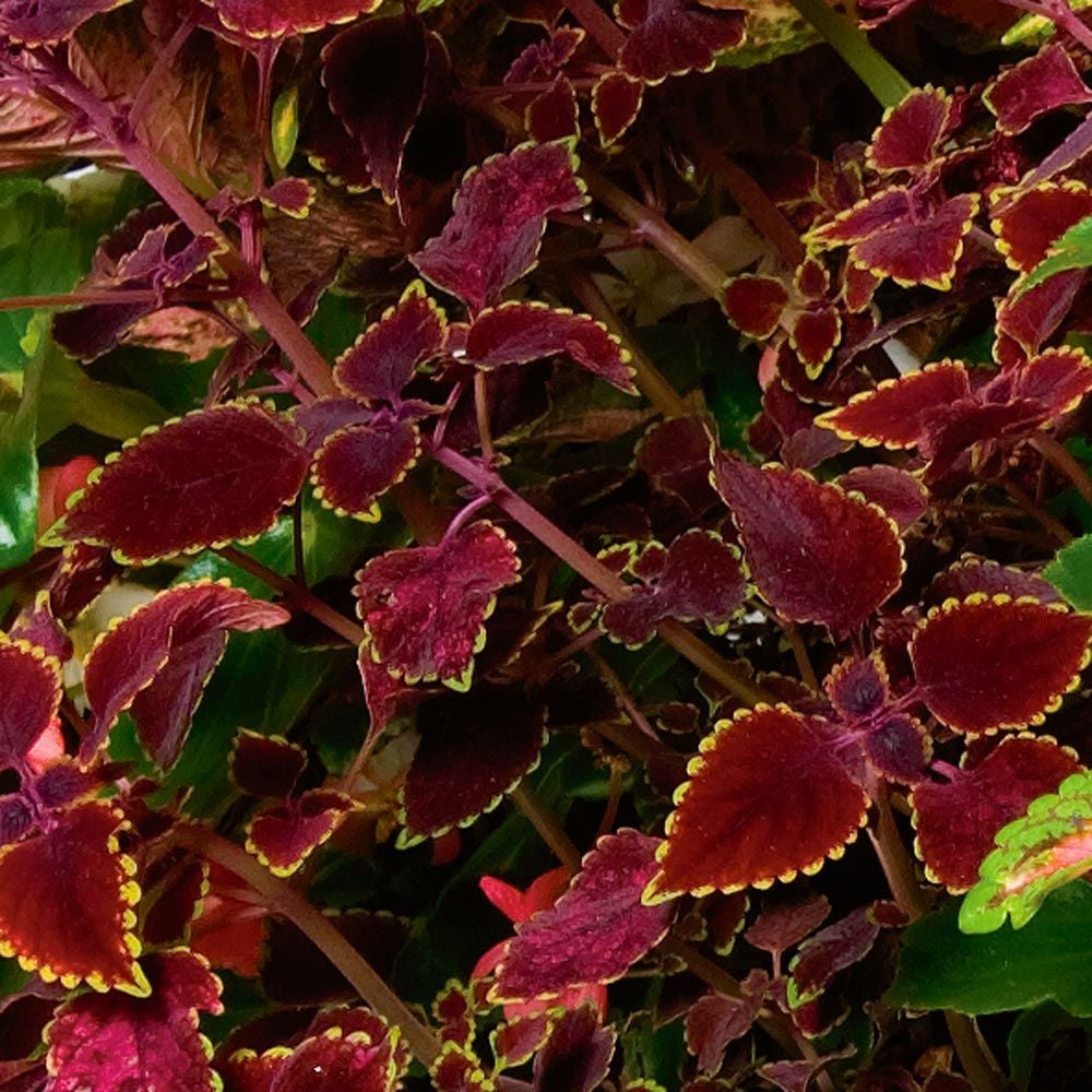 Coleus 'Garnet Robe'