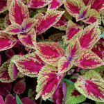  Coleus 'Bronze Pagoda'