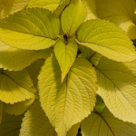  Coleus Stained Glassworks® Big Blonde