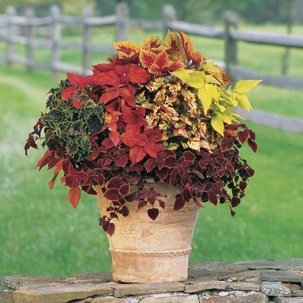 Coleus Confetti Classic Annual Collection