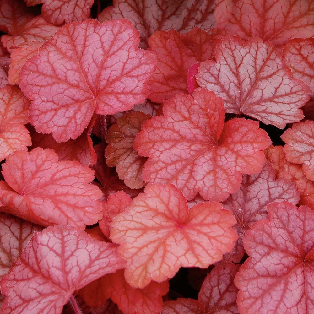 Heuchera 'Georgia Peach'