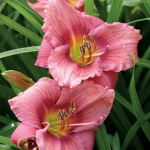  Hemerocallis (Daylily) 'Rosy Returns' - Reblooming