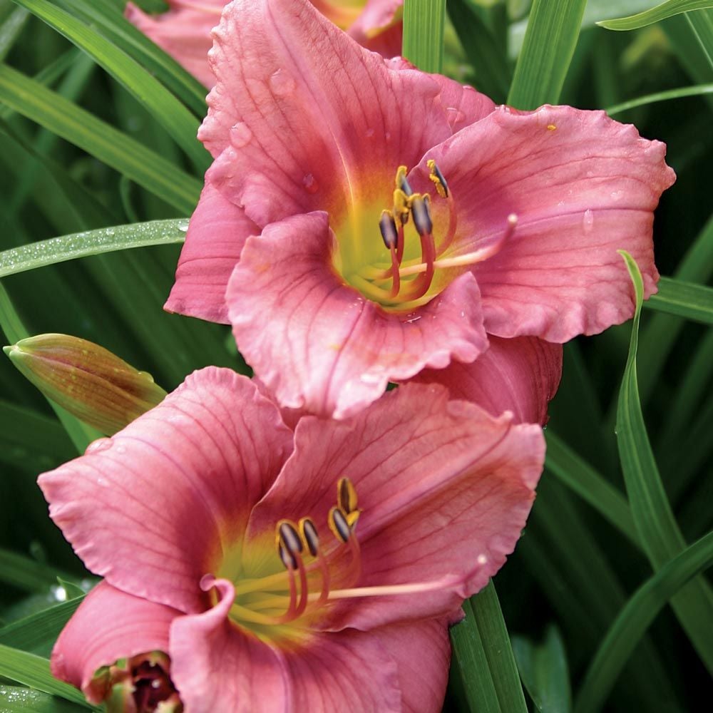 Hemerocallis (Daylily) 'Rosy Returns' - Reblooming