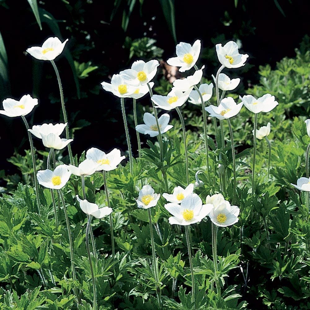White anemone flower store