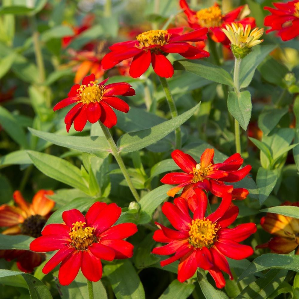 Zinnia Zahara Scarlet White Flower Farm