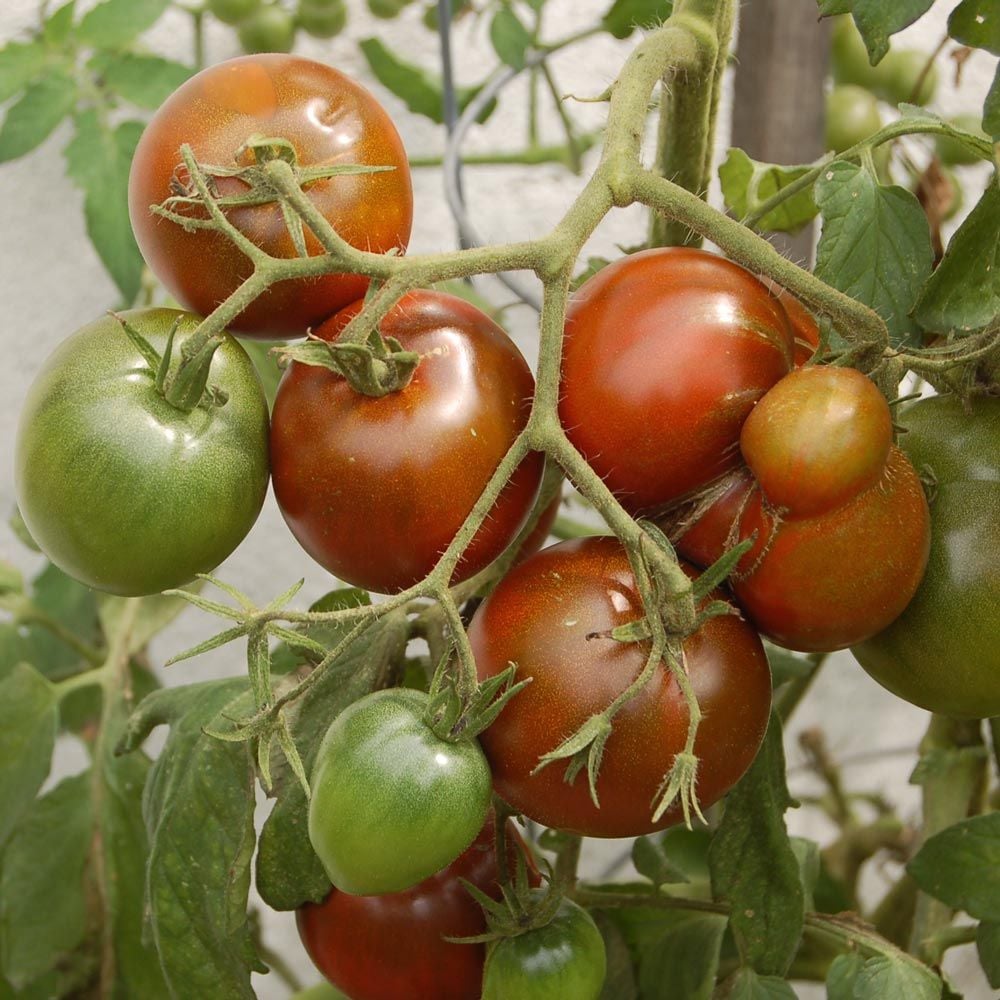 Tomato 'Black Prince'