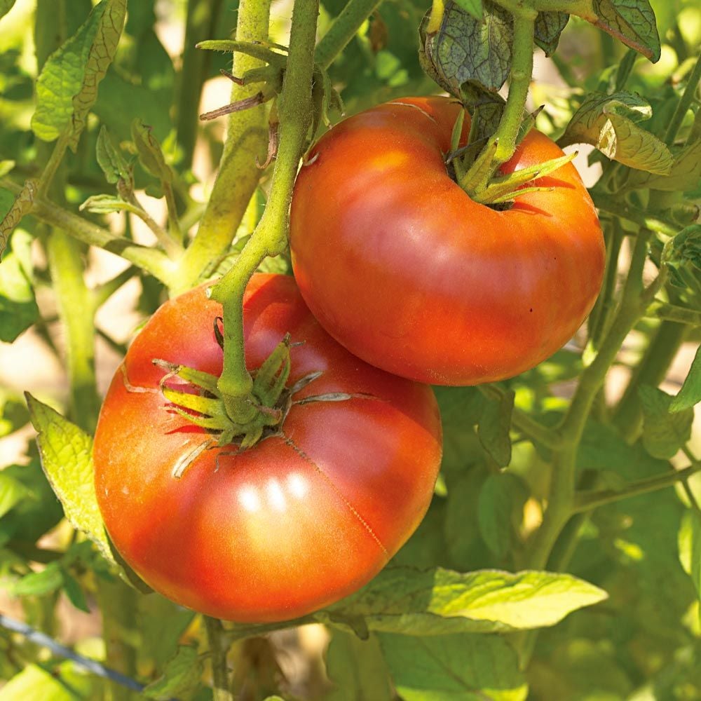 Tomato 'Brandywine Red'