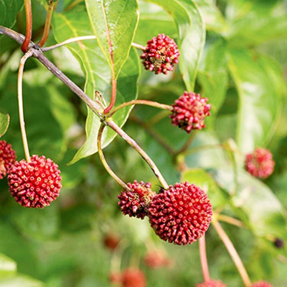 Cephalanthus occidentalis Sugar Shack®