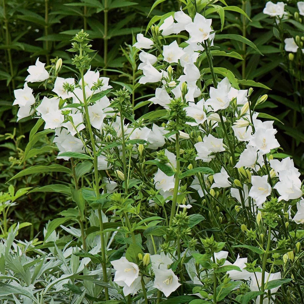 Campanula persicifolia 'Grandiflora Alba'