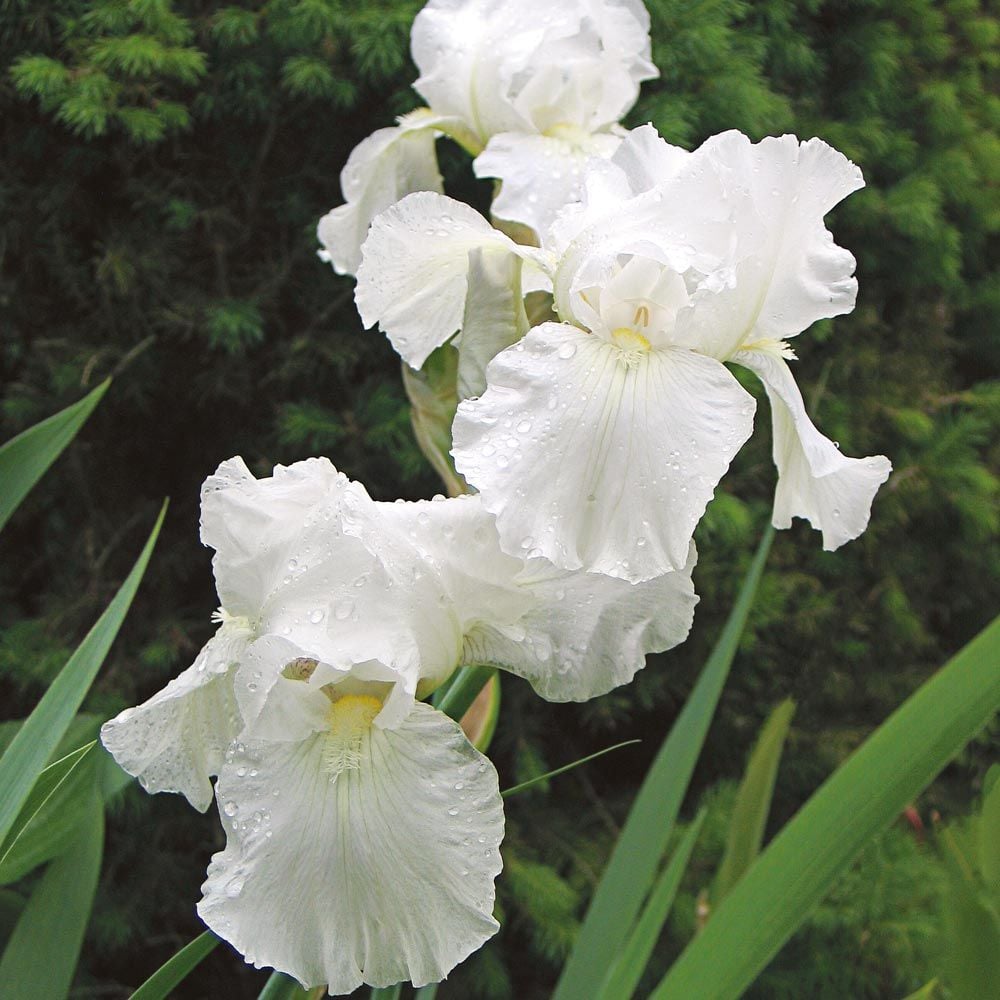 Iris Bulb Perennial Resistant Immortality Reblooming Bearded Bonsai White Garden 