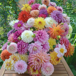 All Dahlias