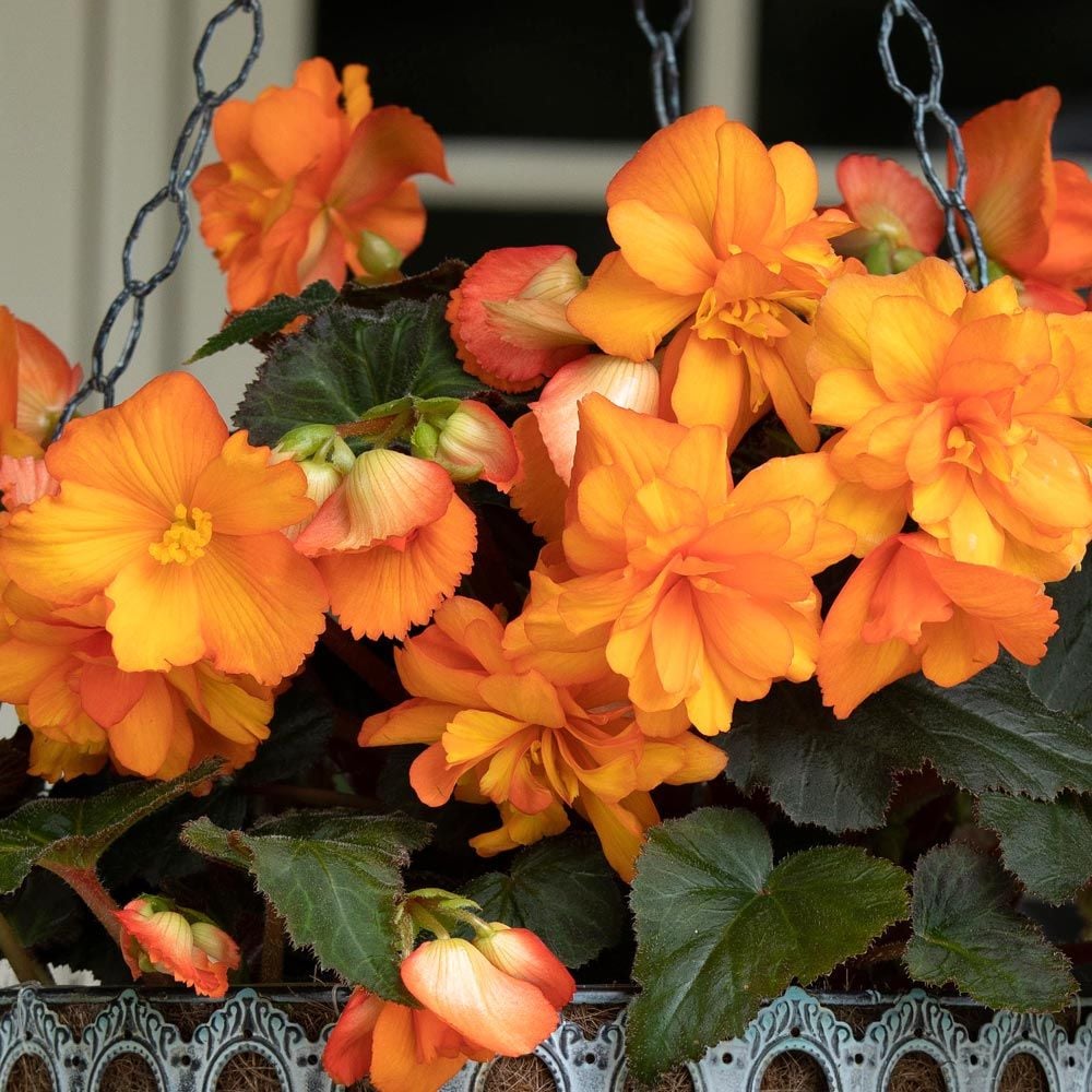 Begonia 'Dark Firedance' Blackmore & Langdon Trailing Variety