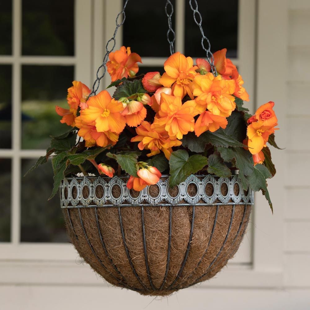 Begonia 'Dark Firedance' Blackmore & Langdon Trailing Variety