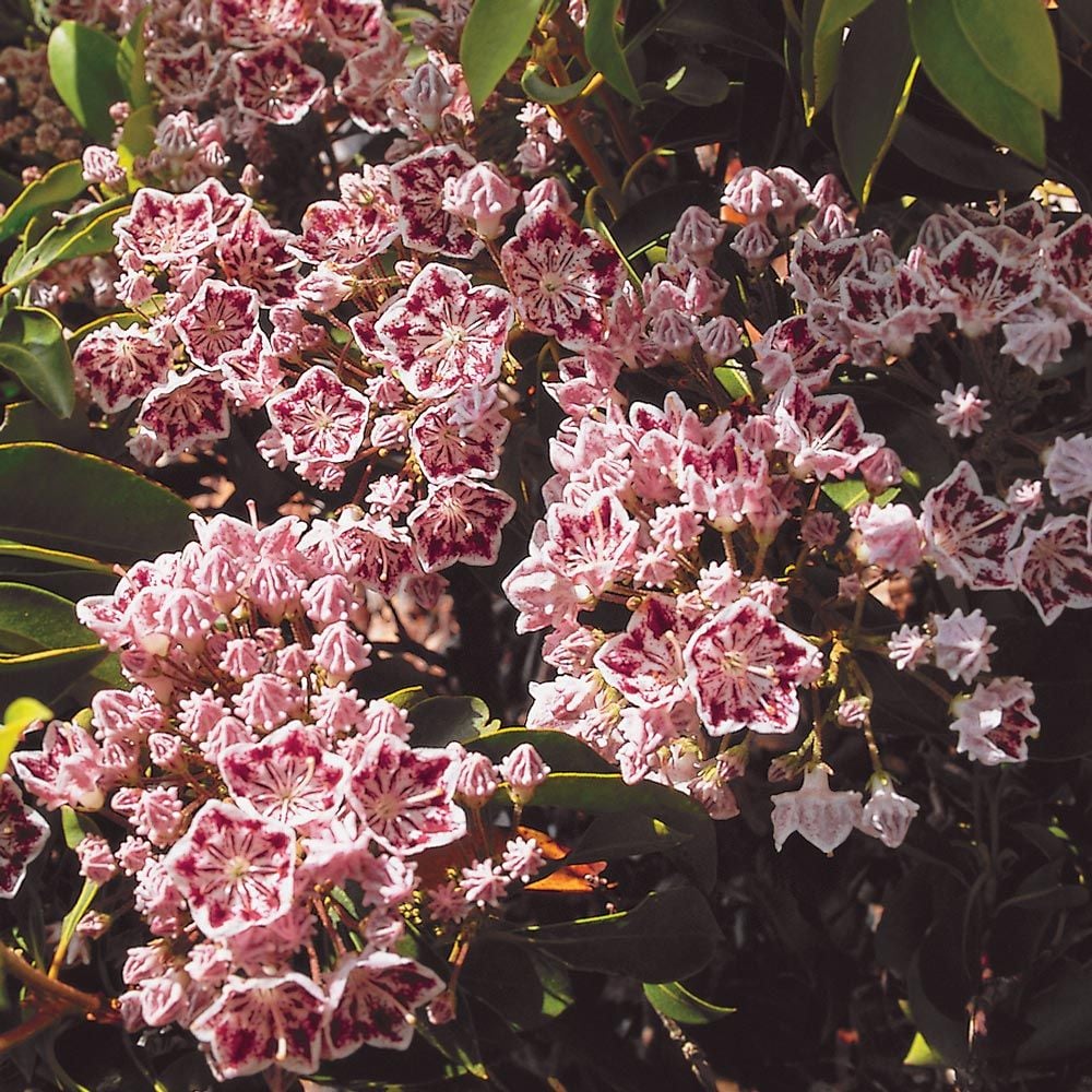 Kalmia latifolia 'Carousel'