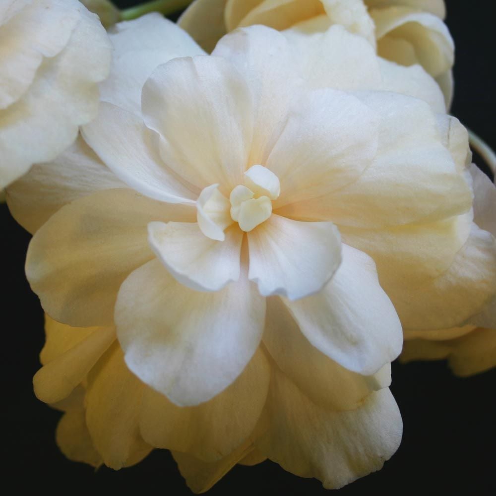 Begonia 'Winter Moon' Blackmore & Langdon Trailing Variety