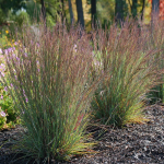  Schizachyrium scoparium 'Jazz'